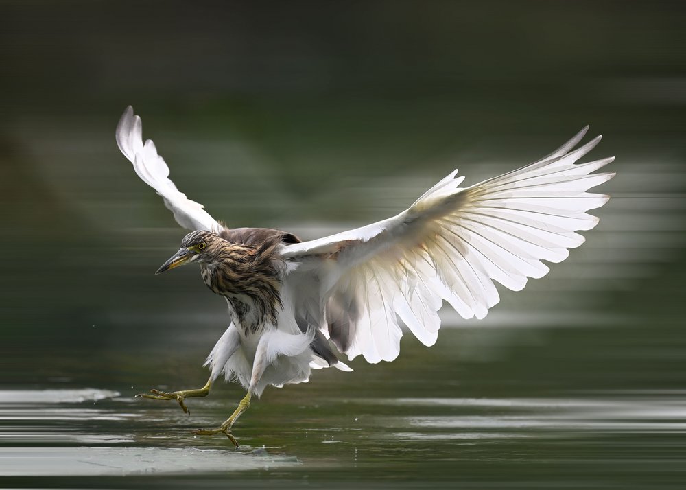 Graceful Heron Landing