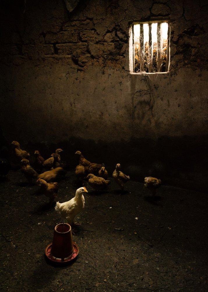 Chicks in Dark Barn