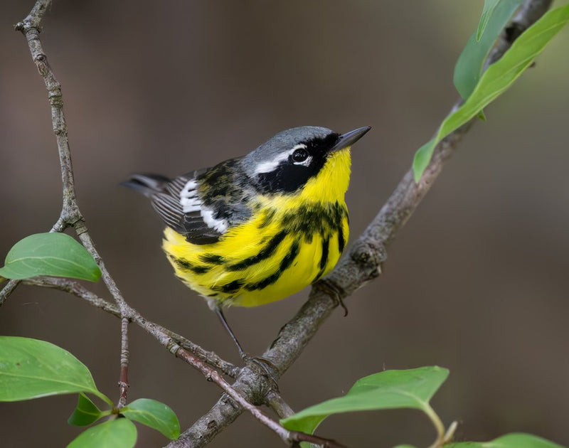Vibrant Yellow Warbler Perched