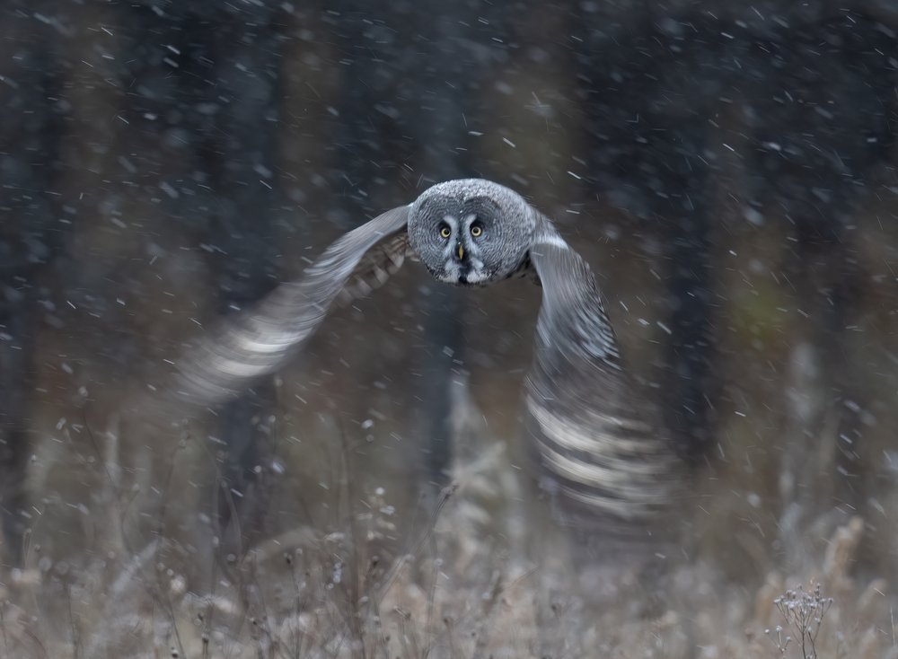 Great Grey Owl Flight