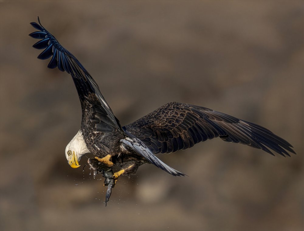 Bald Eagle Catches Fish