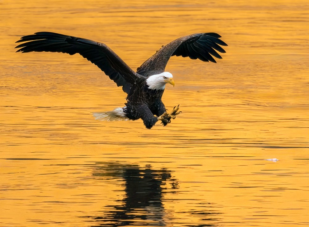 Golden Hour Eagle Hunt