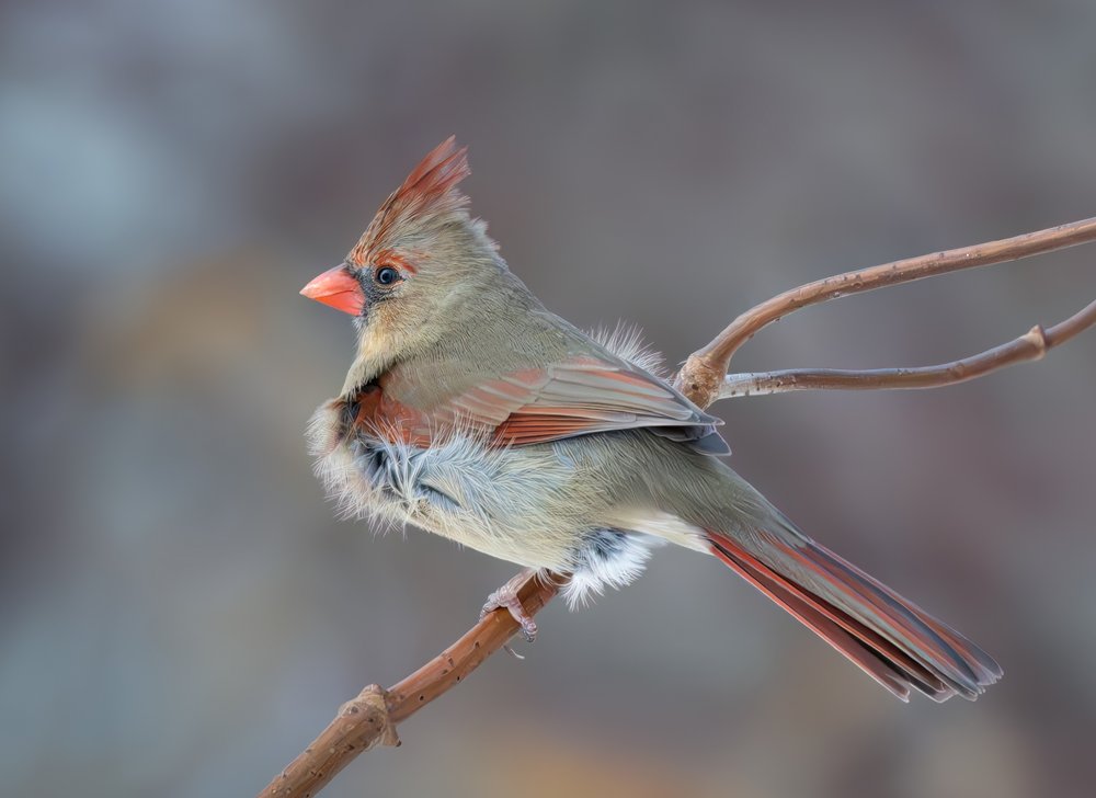 Fluffy Female Cardinal