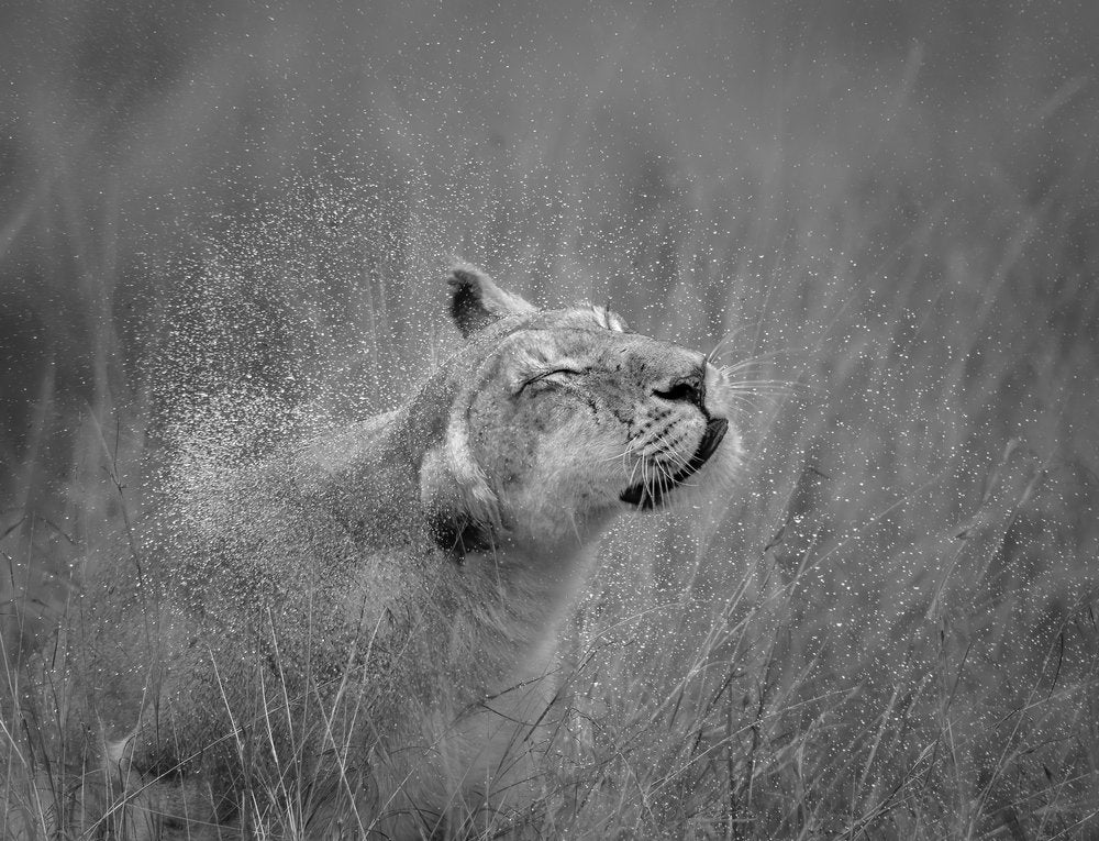 Wild Lioness Splash