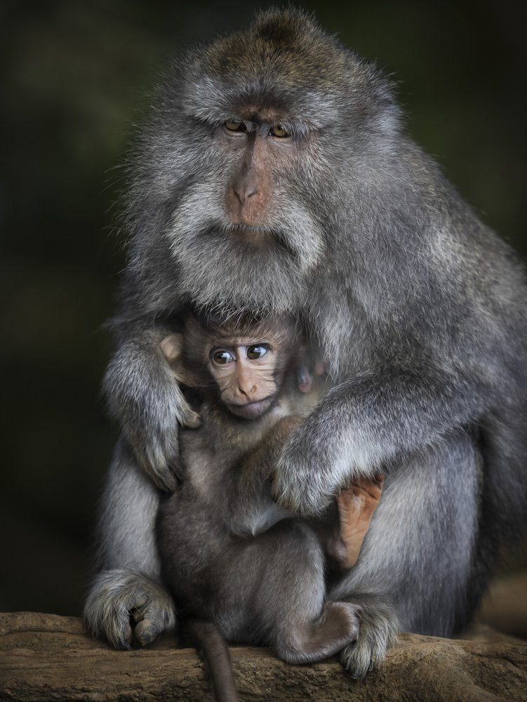 Monkey Mother And Child