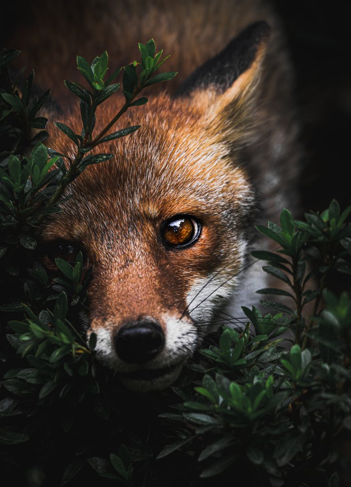 Watchful Red Fox Gaze