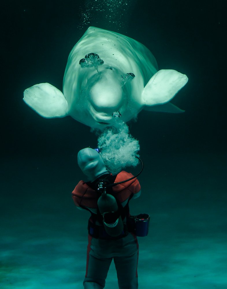 Beluga Diver Interaction