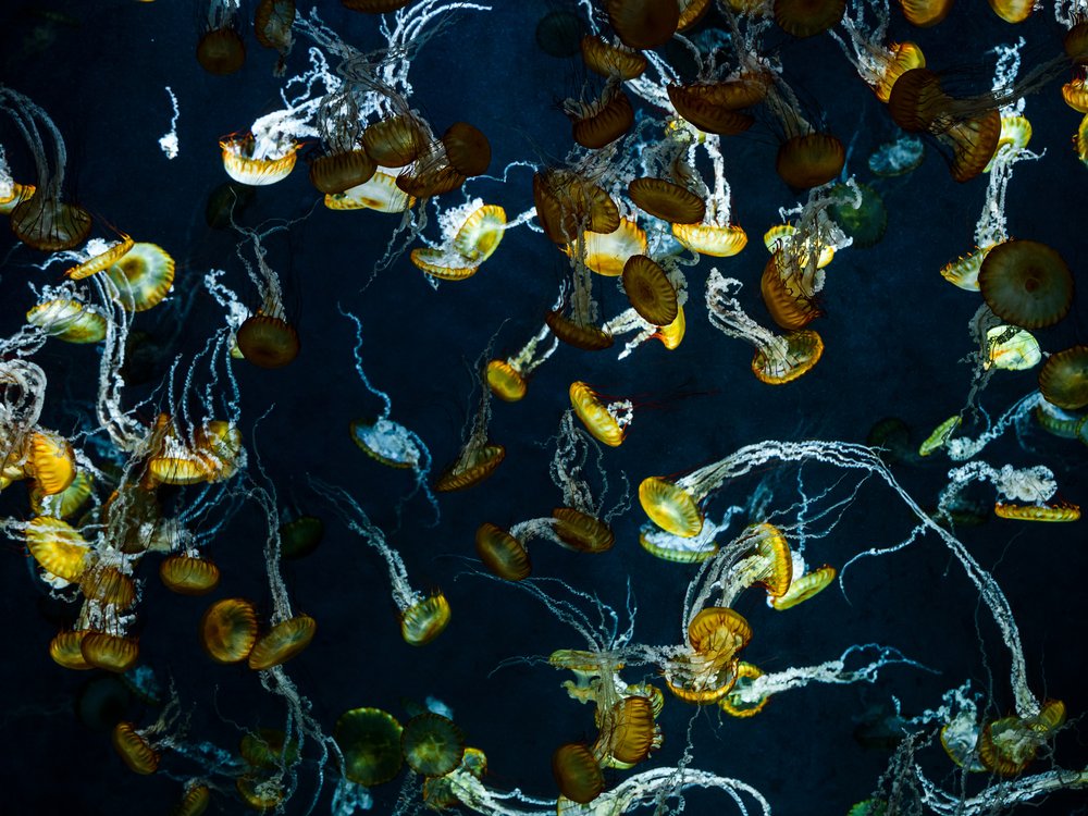 Glowing Golden Jellyfish
