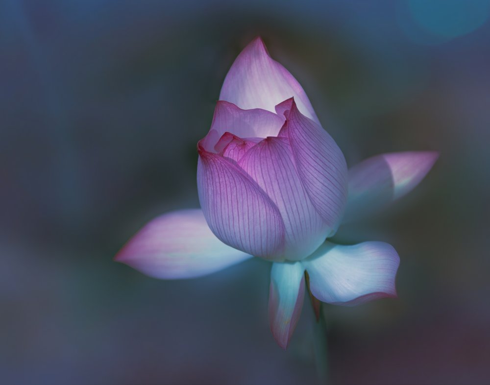 Ethereal Lotus Bloom