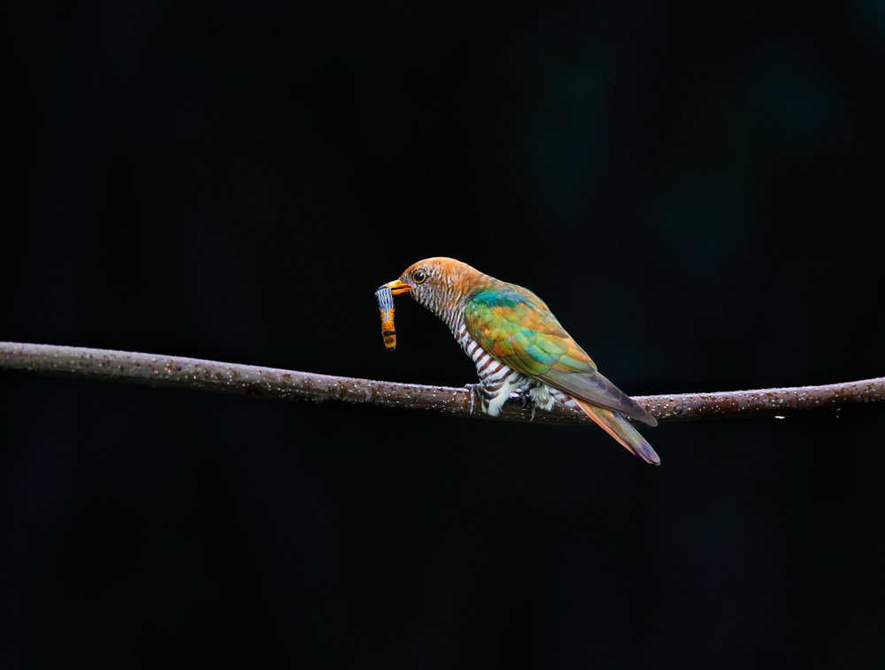 Green Cuckoo With Worm