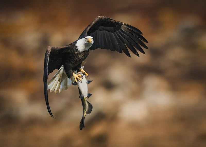 Bald Eagle Fishing Flight
