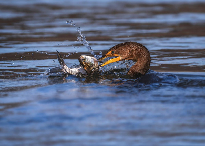 Cormorant Catches Fish