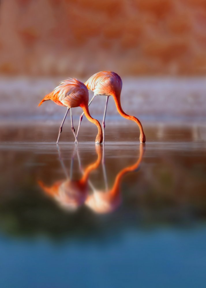 Pink Flamingo Reflections
