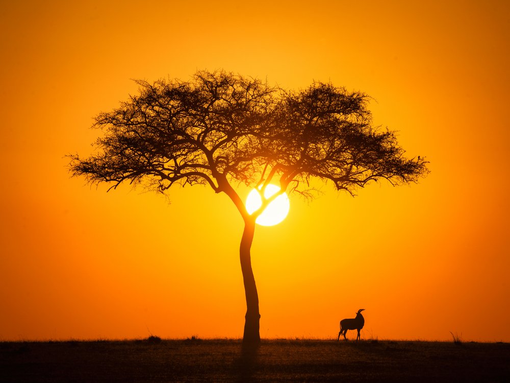 African Sunset Silhouette