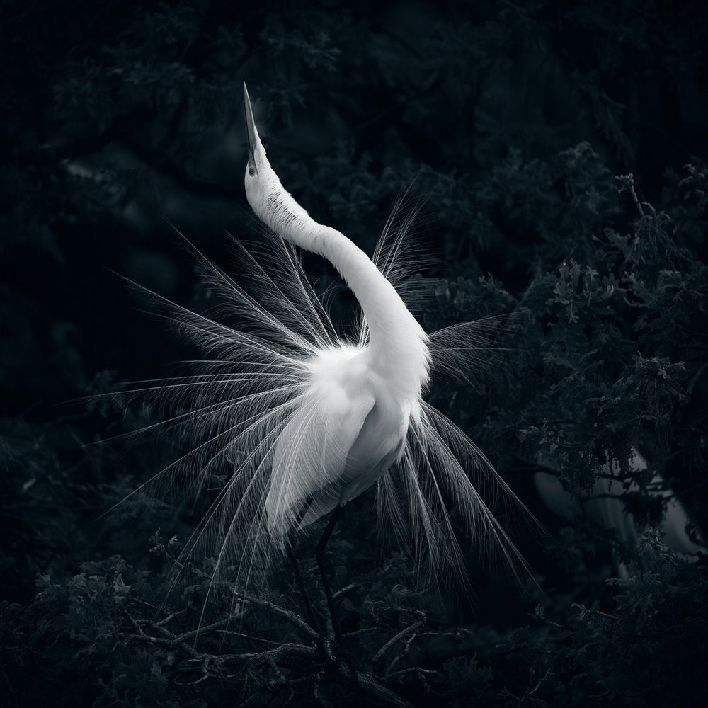Elegant Egret Display