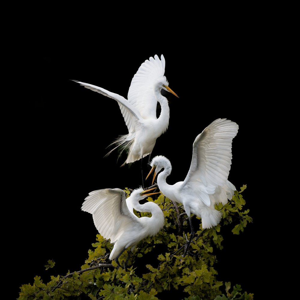 Great Egrets Nesting Tree