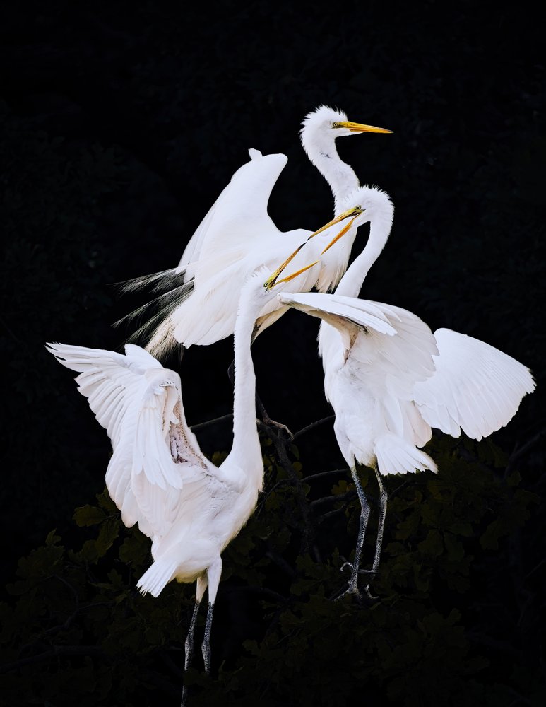 Elegant Egrets Interacting