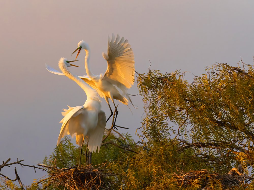Egrets In Golden Light