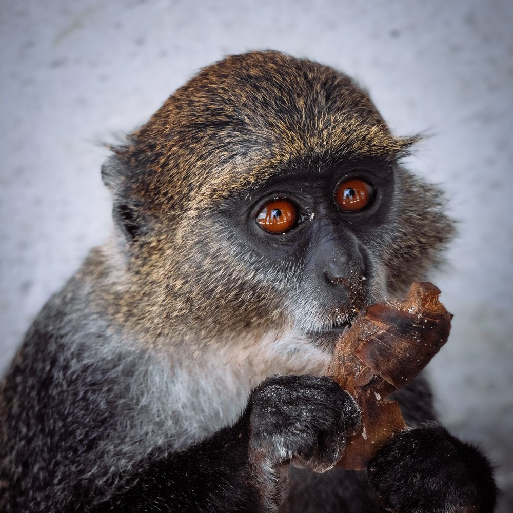 Focused Primate Eating