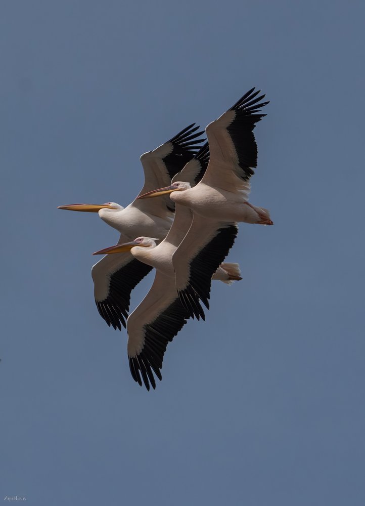 Majestic Pelican Flight