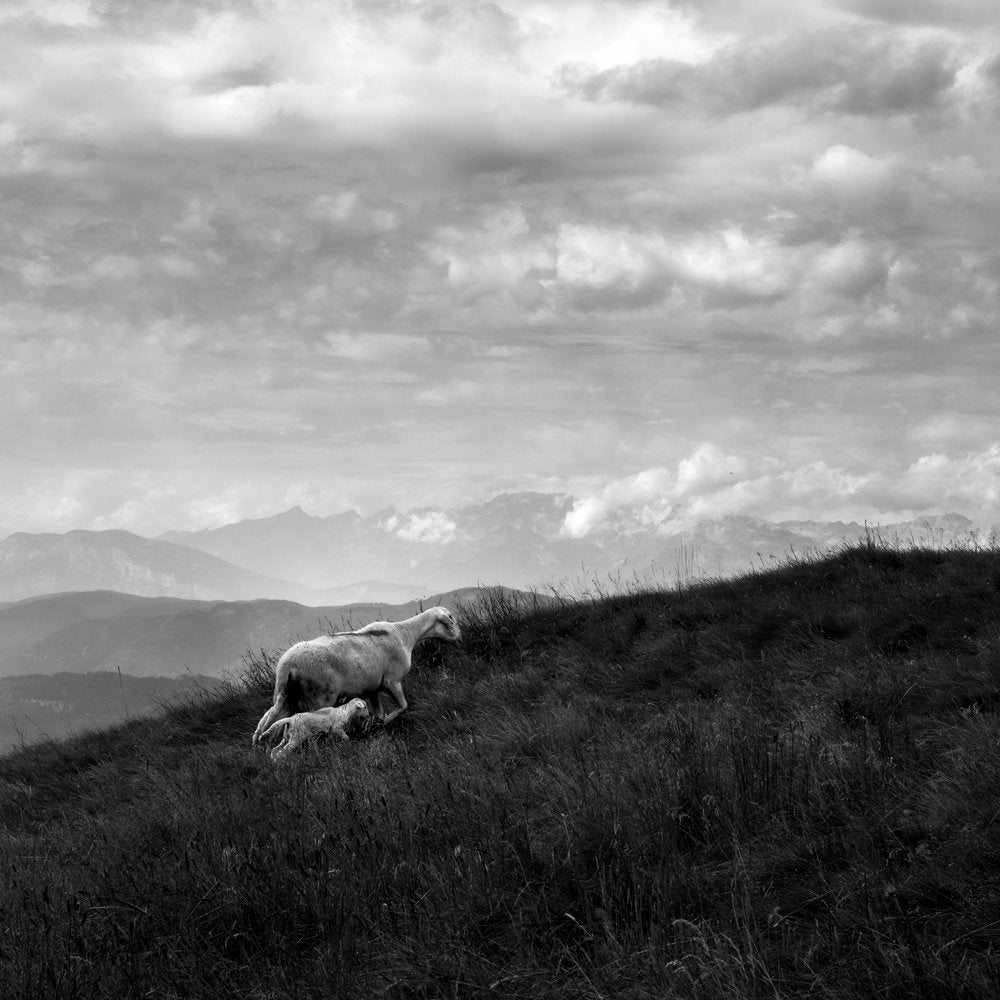 Running Mother Lamb