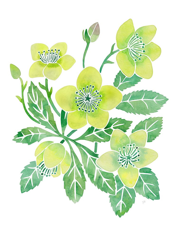 Green Winter Rose