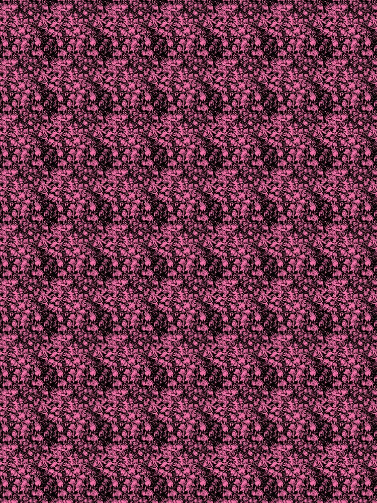 Hot Pink Roses
