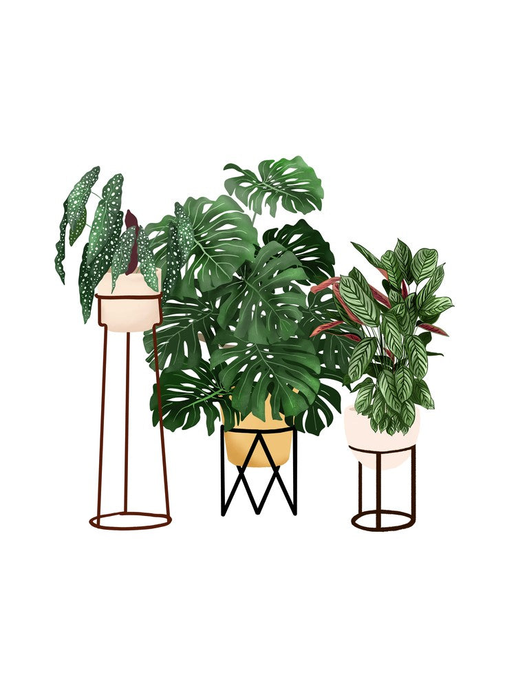 House Plants 3