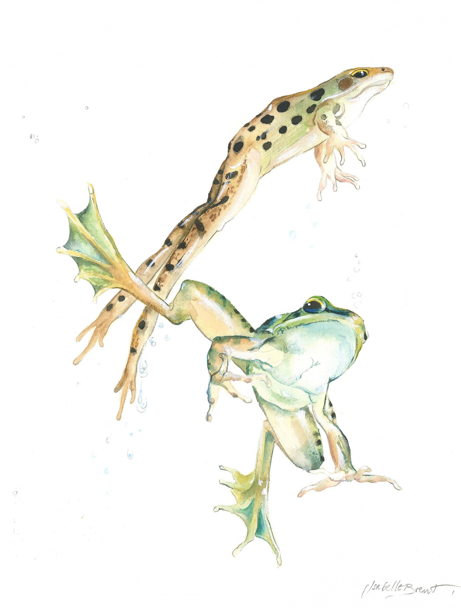 Water Ballet Frogs