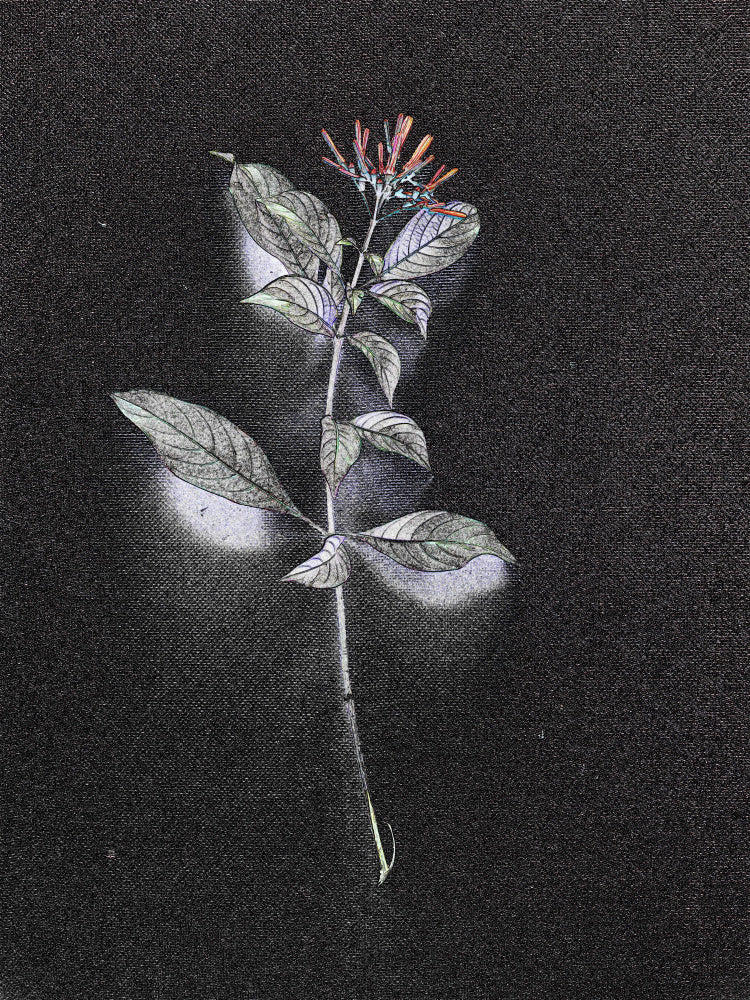 Solitary Blossom
