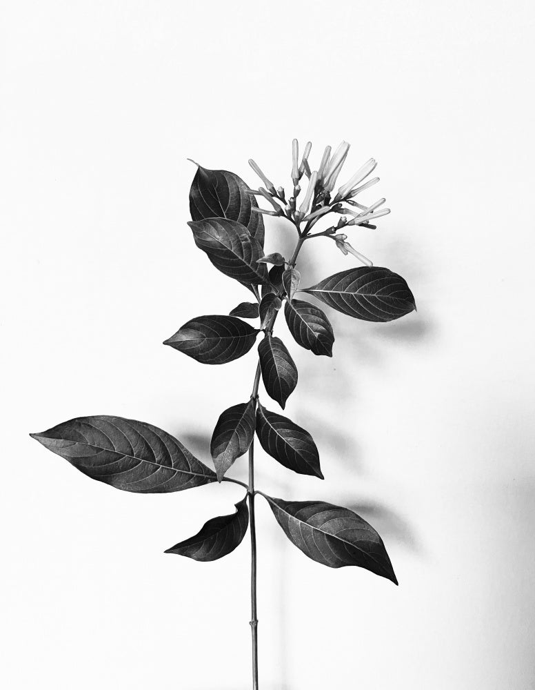 Monochrome Bloom
