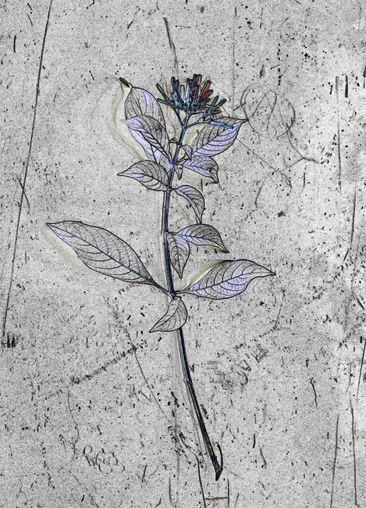 Whispering Blossom
