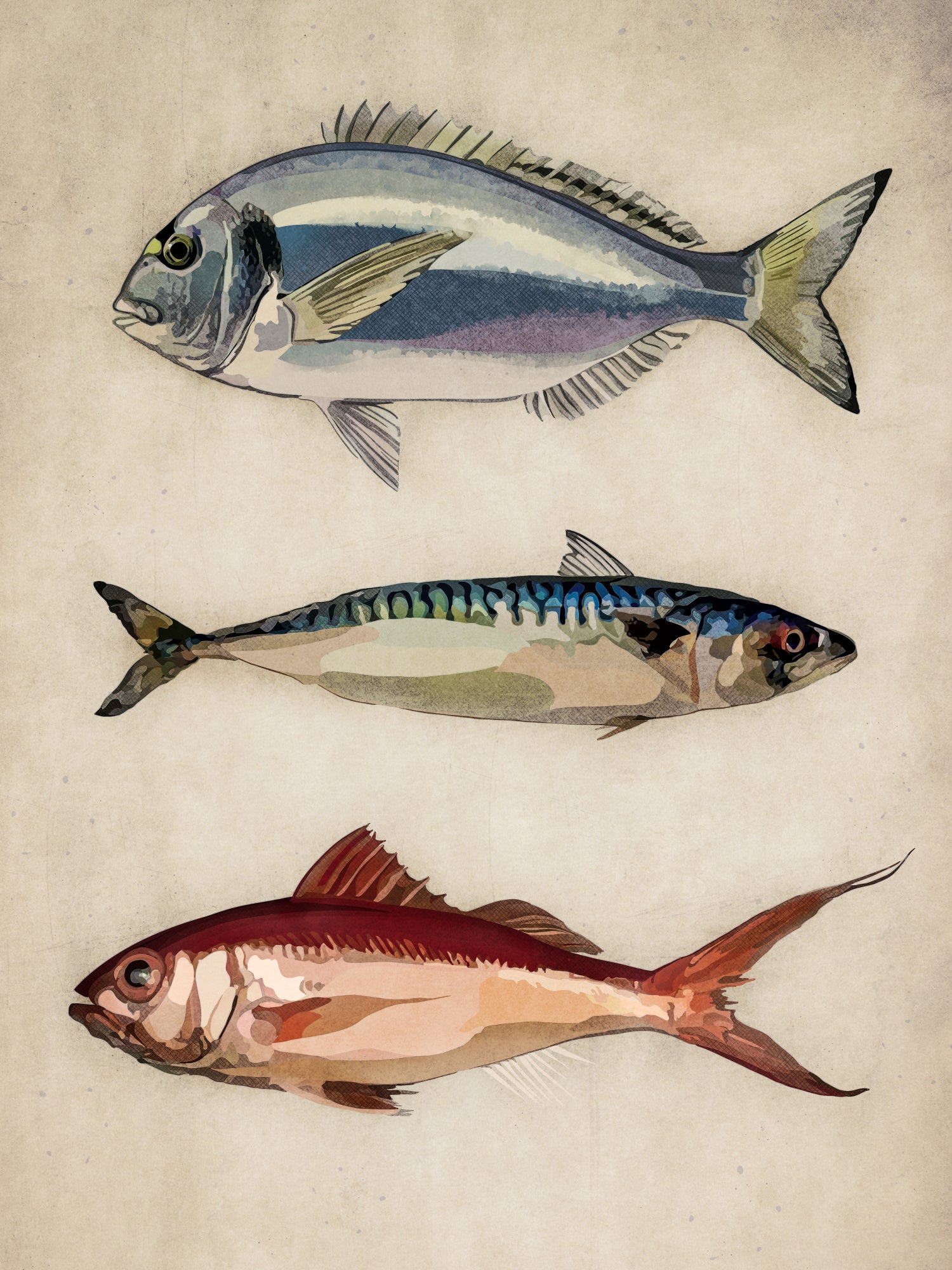 Trio of Ocean Life