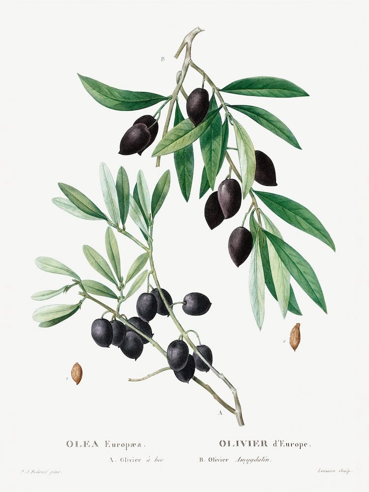 Olive, Pierre Joseph Redoute