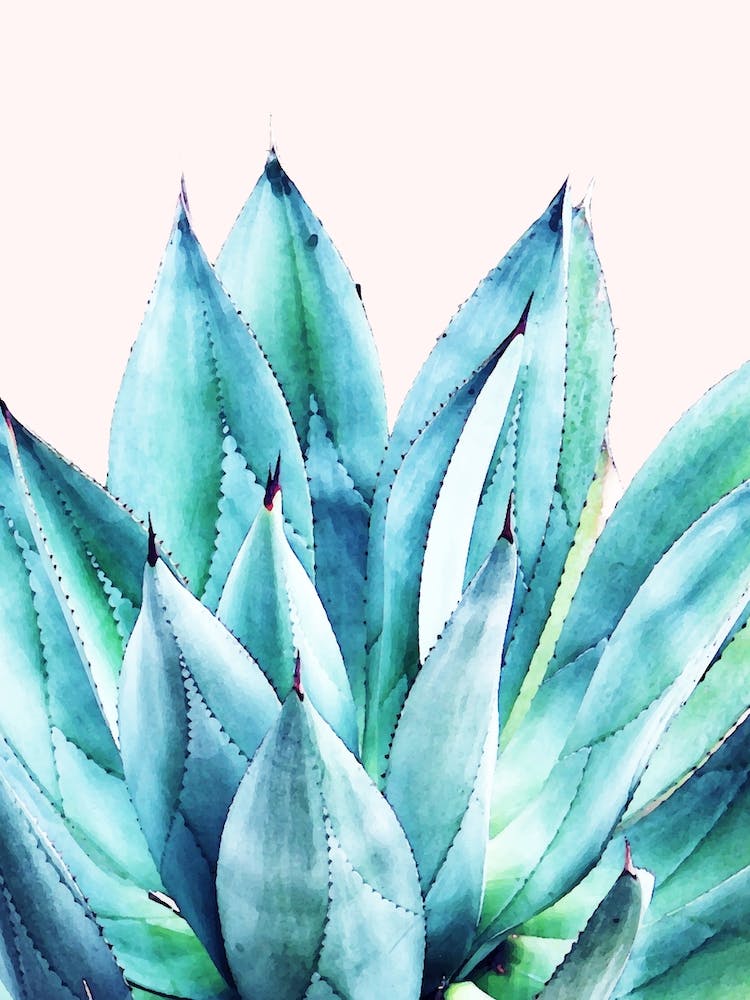 Agave-Vibe