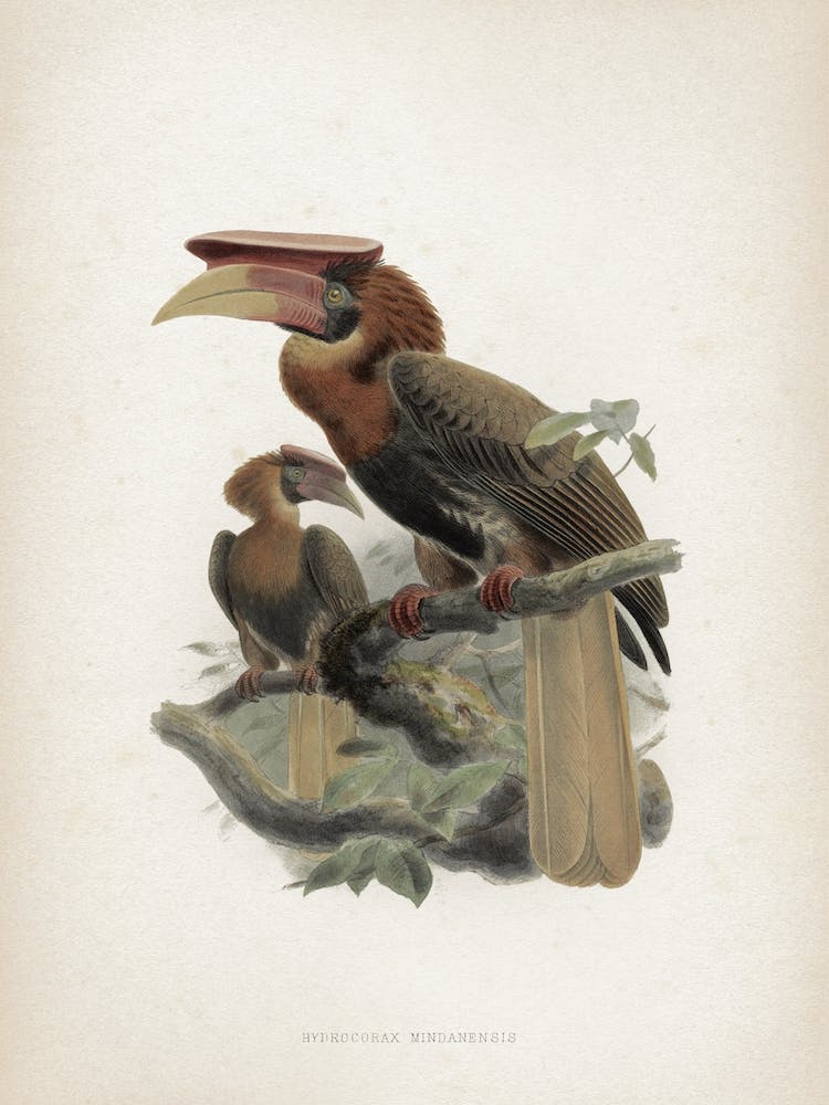 Historische Keulemans 1 Hydrocorax Mindanensis