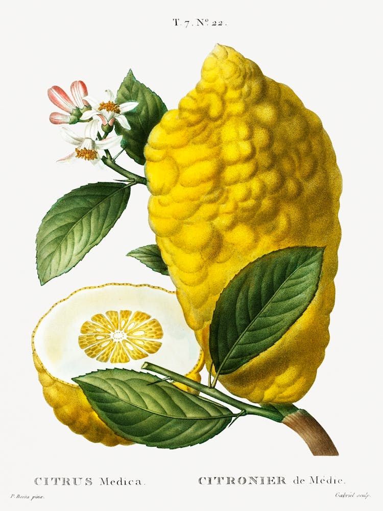 Citron, Pierre Joseph Redoute