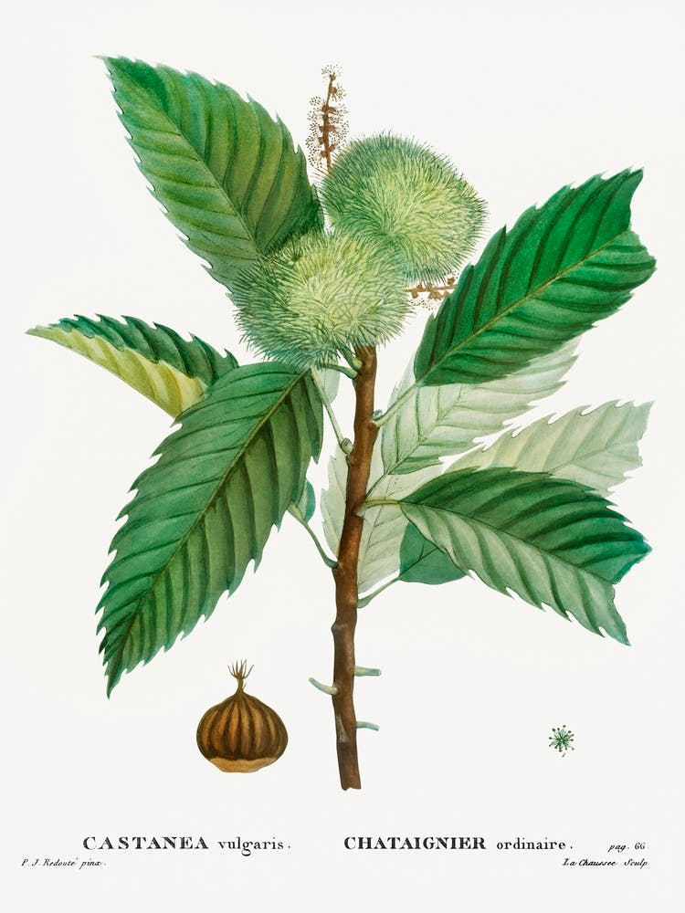 Sweet Chestnut, Pierre Joseph Redoute