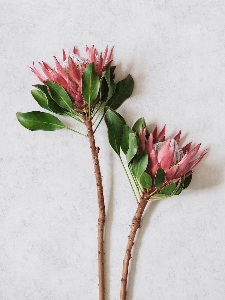 Red King Protea Duo