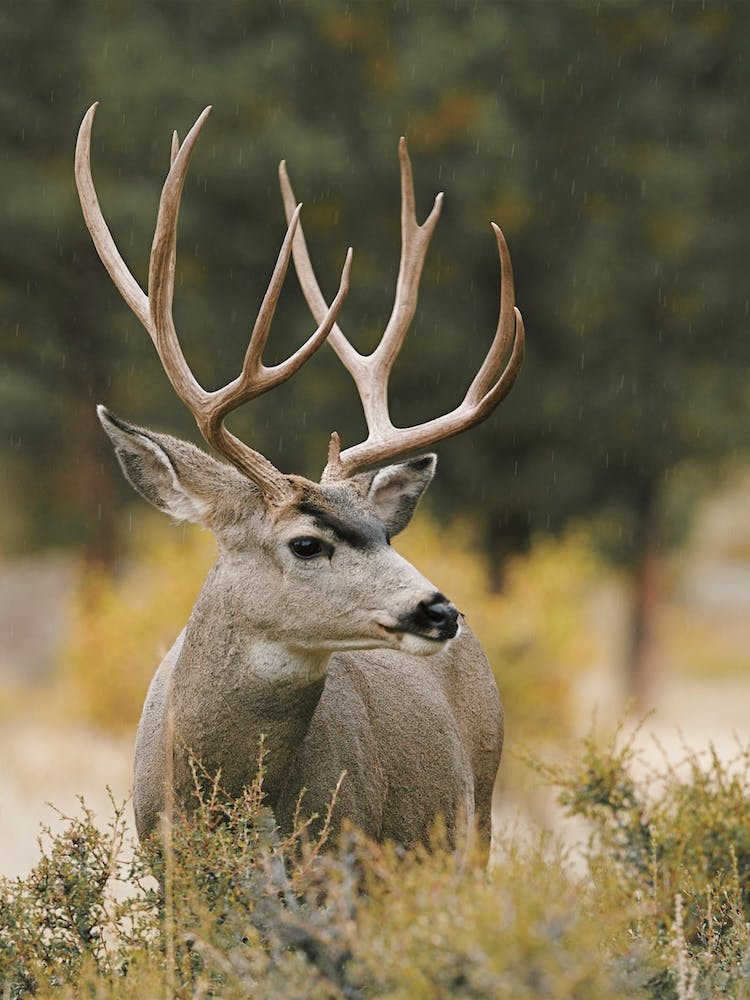 Mule Deer Buck