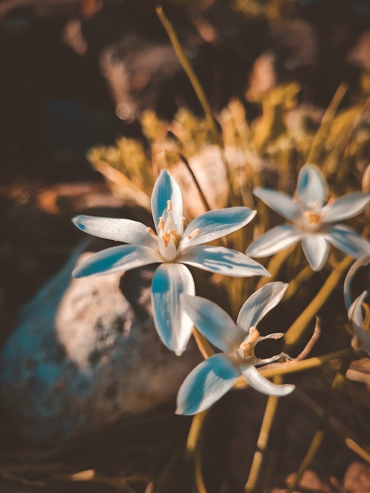 Flowers VII