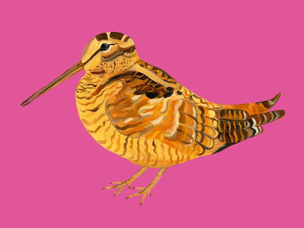 Wonderful Woodcock Pink 