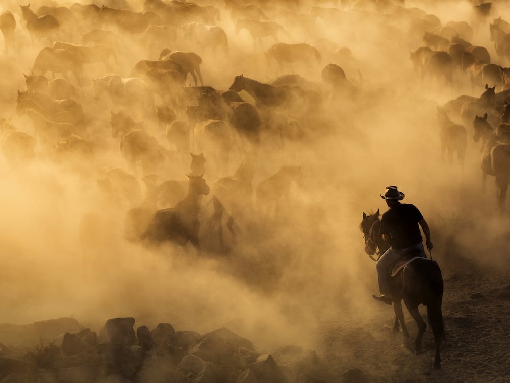 Cappadocia Wild Horses