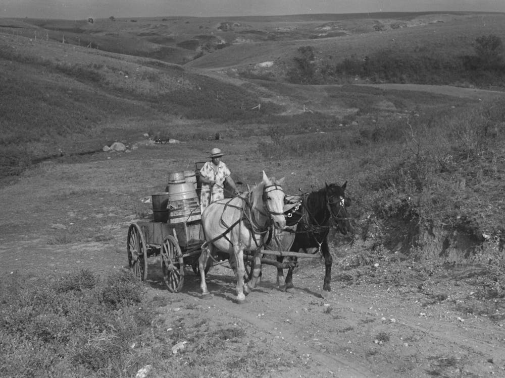 Mrs Olie Thompson Driving Wagon Loaded With Water Barrels, North Dakota By Russell Lee