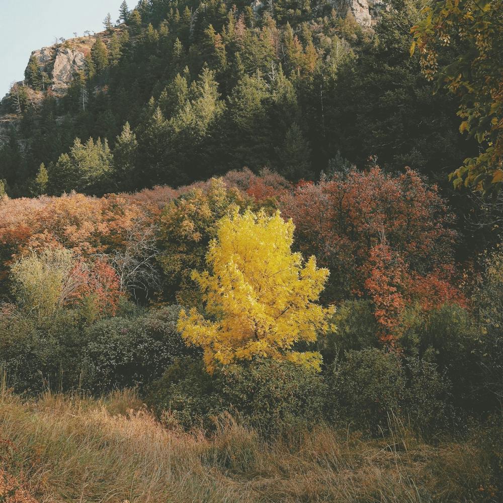 Yellow Forest Tree