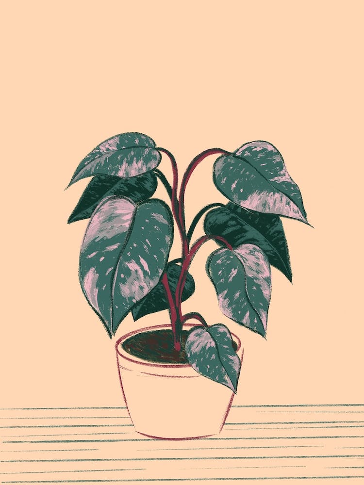 Philodendron Plant