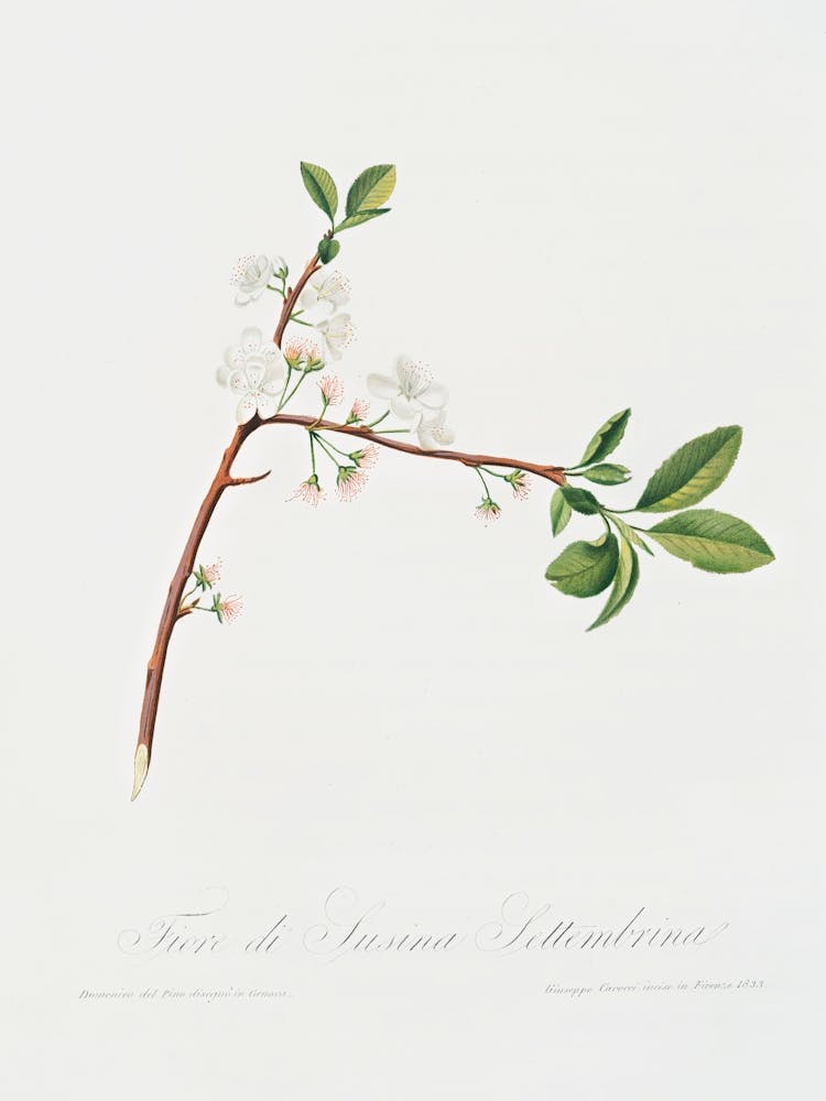 Blüte der Pflaume (Fiore Di Susina Settembrina) Aus Pomona Italiana (1817 - 1839), Giorgio Gallesio