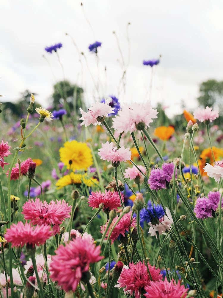 Pink And Blue Cornflowers