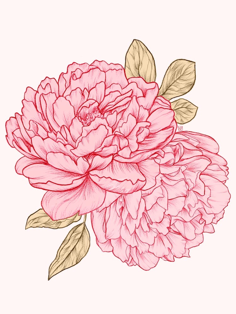 Peonies