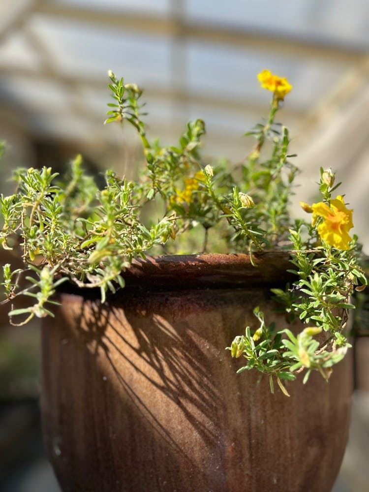 Small Plant In A Pot